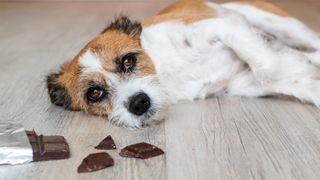 Small dog laying next to chocolate with signs of chocolate poisoning