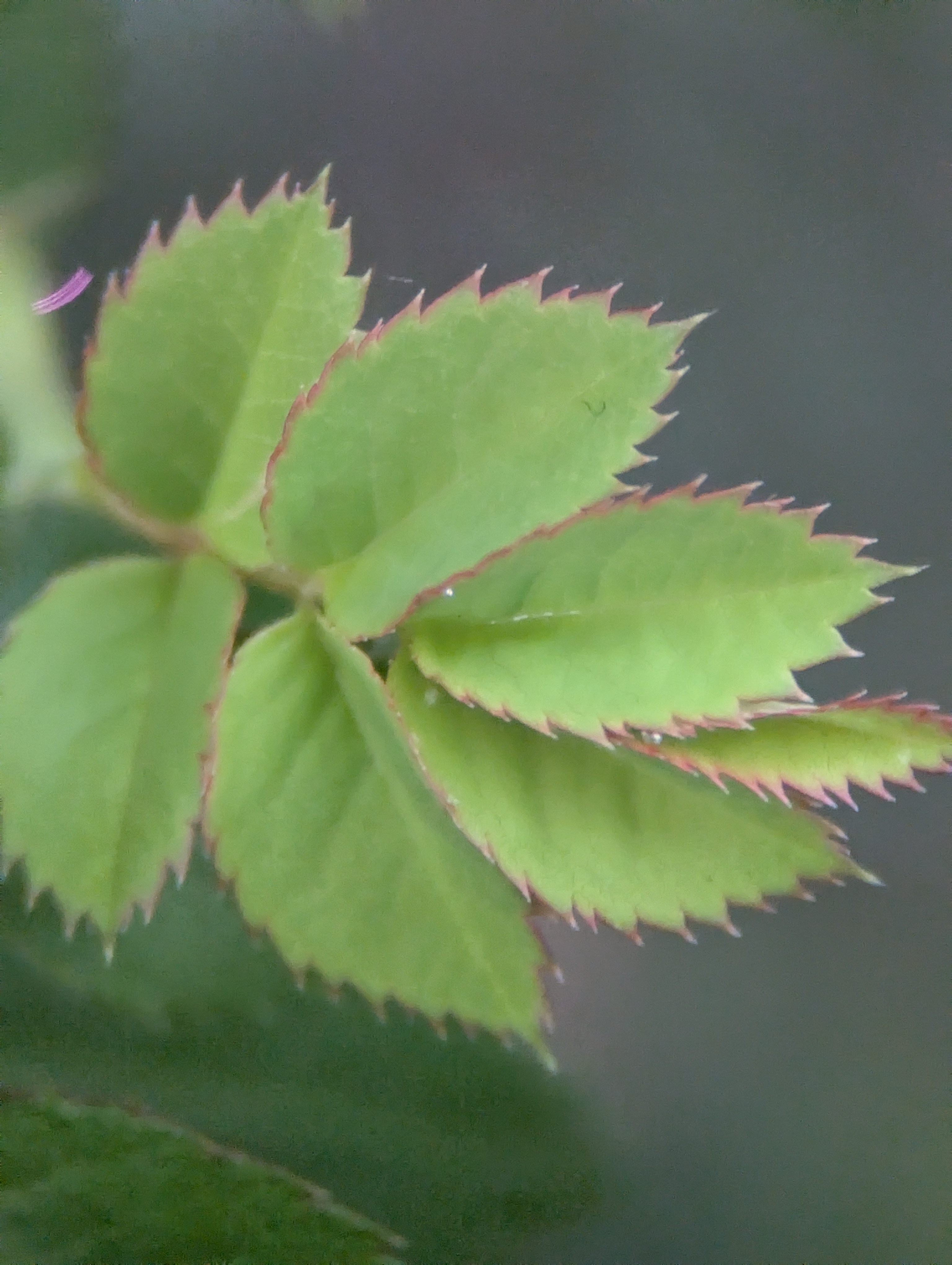 A photo of a green plant taken with an Apexel TM6 TeleMacro lens