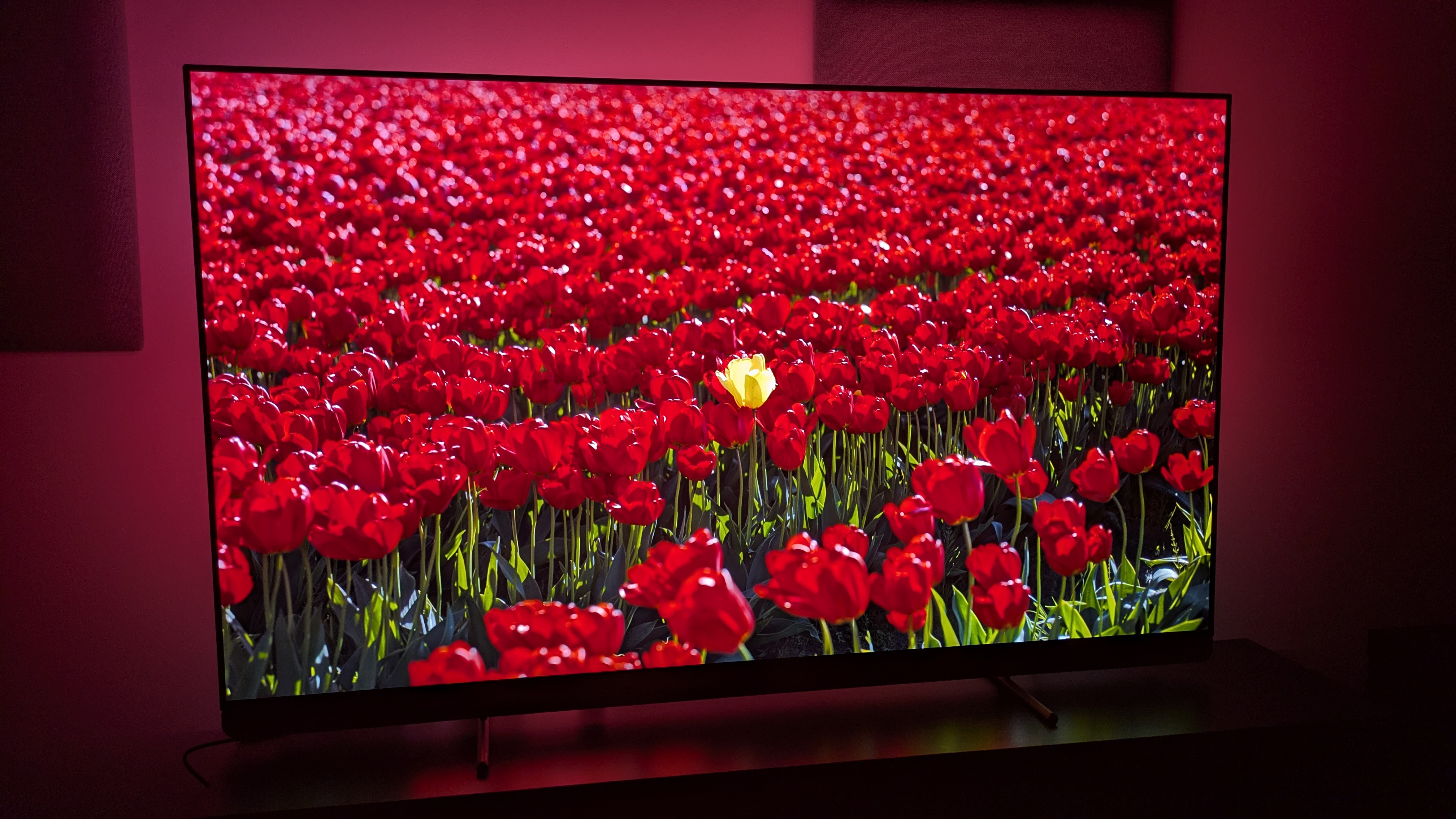 Philips OLED910 with red flowers on screen and Ambilight on show
