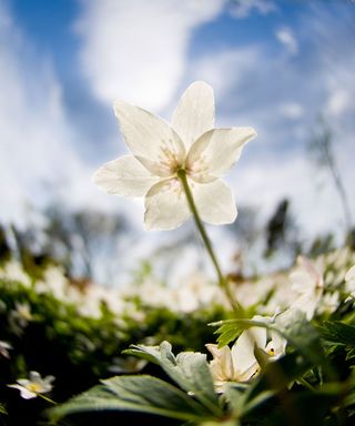 White flowers of Anemone nemorosa