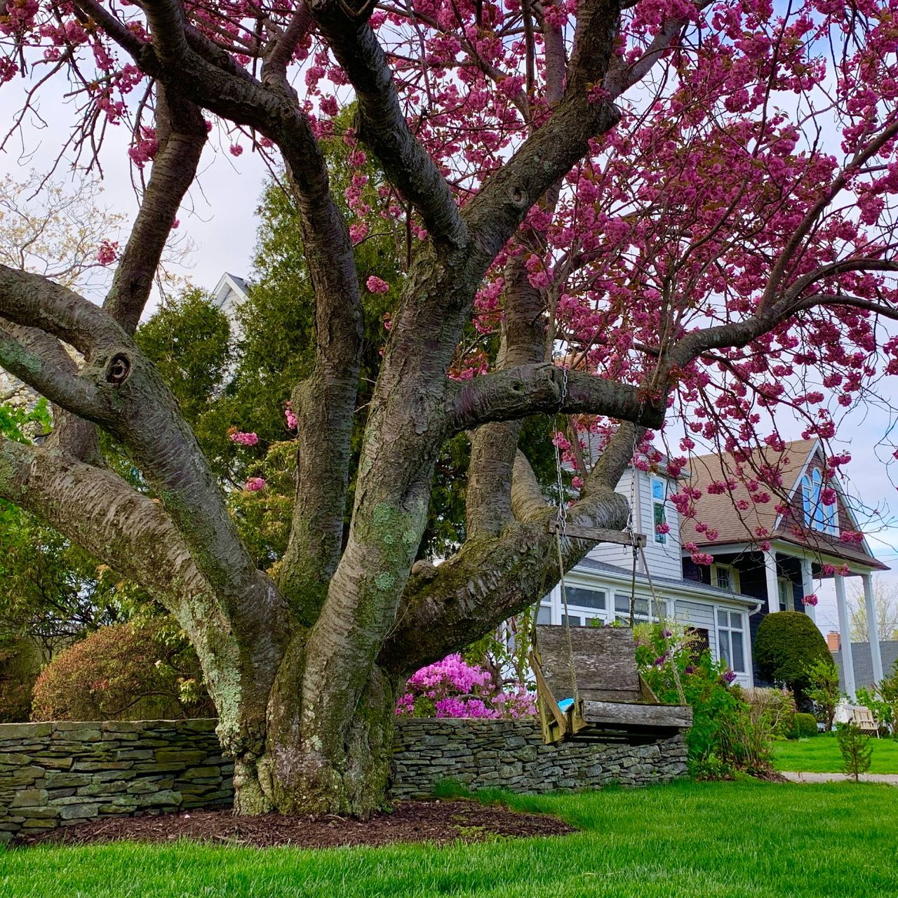 Large cherry tree in bloom in front yard