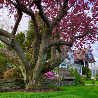 Large cherry tree in bloom in front yard