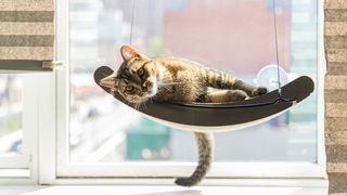 Cat laying on one of the best cat hammocks