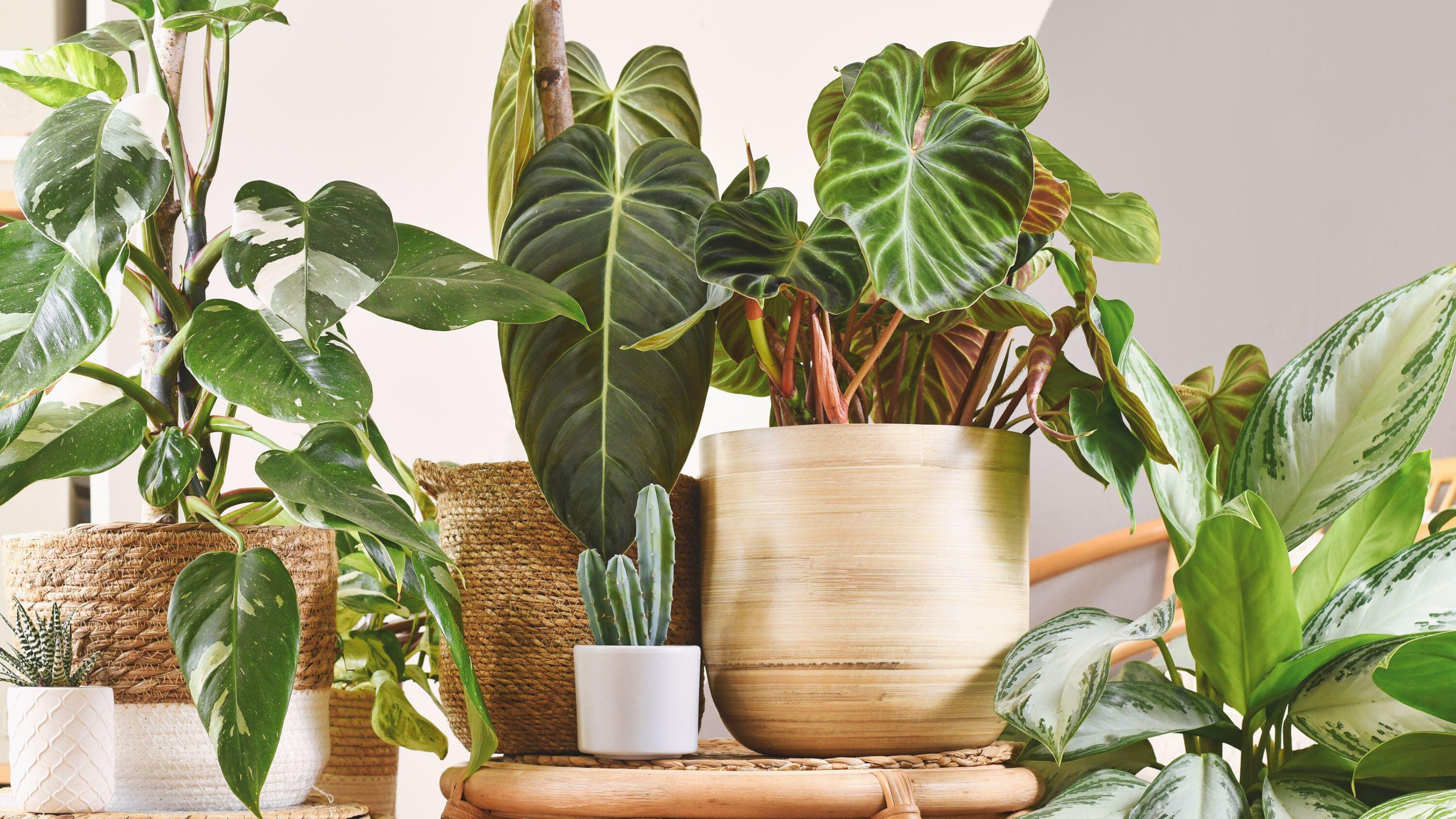 group of houseplants in tubs and baskets