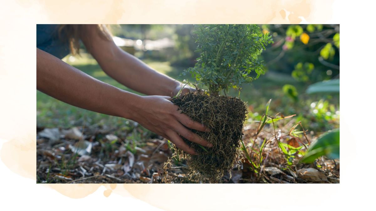 monty-don-s-planting-trick-makes-pot-to-ground-transfer-easy-woman-home