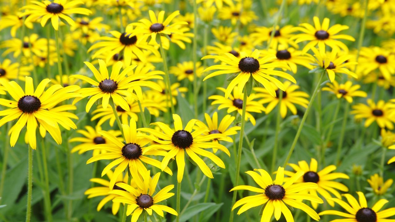 Black eyed susans in bloom