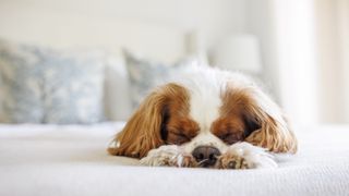 Cavalier King Charles sleeping