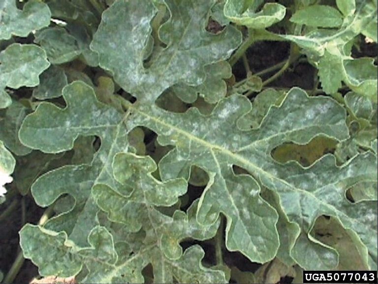 Treating Powdery Leaves On Watermelon Plants Learn About Powdery