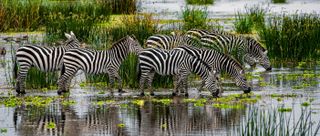 Zebras drinking from a reflective water body surrounded by lush greenery