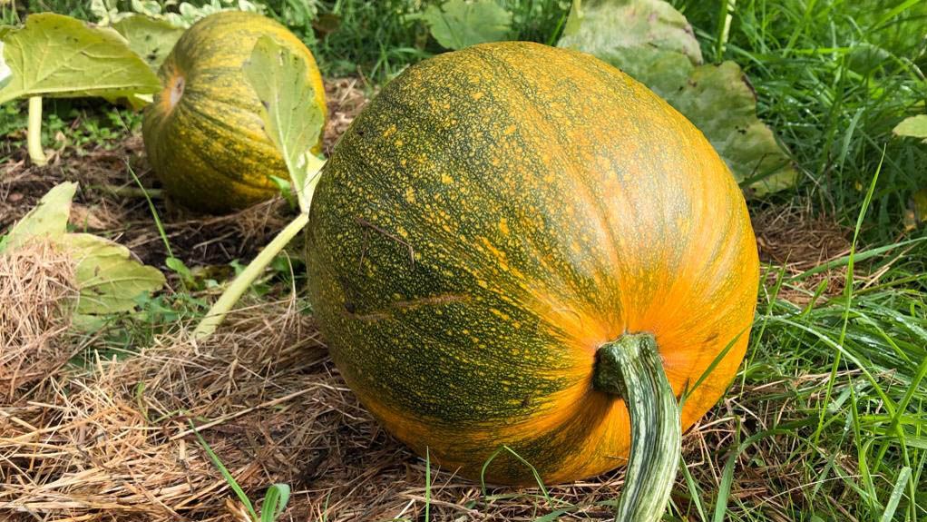 My sister grew her own pumpkins for Halloween — and the results were ...