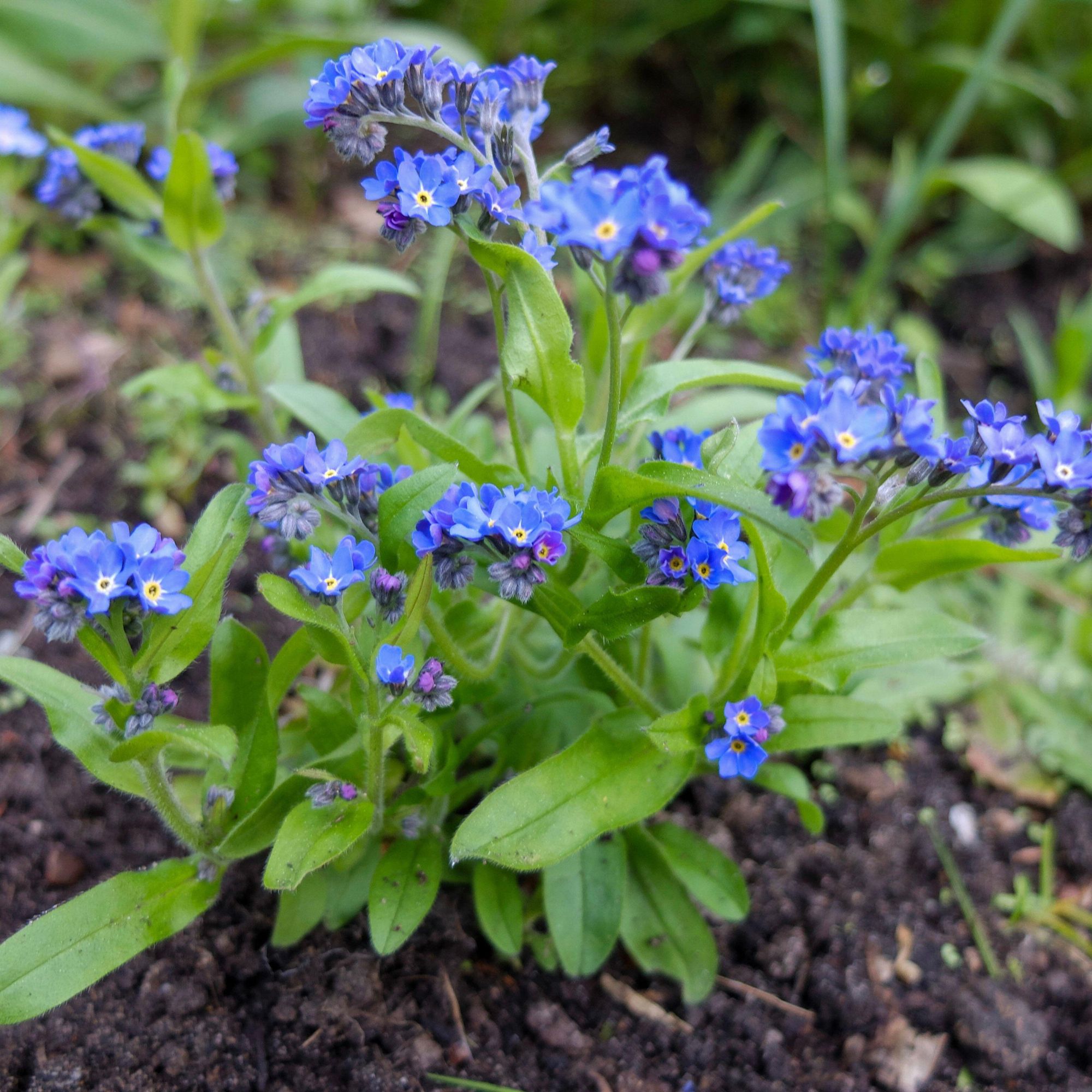 Blue Forget-me-nots