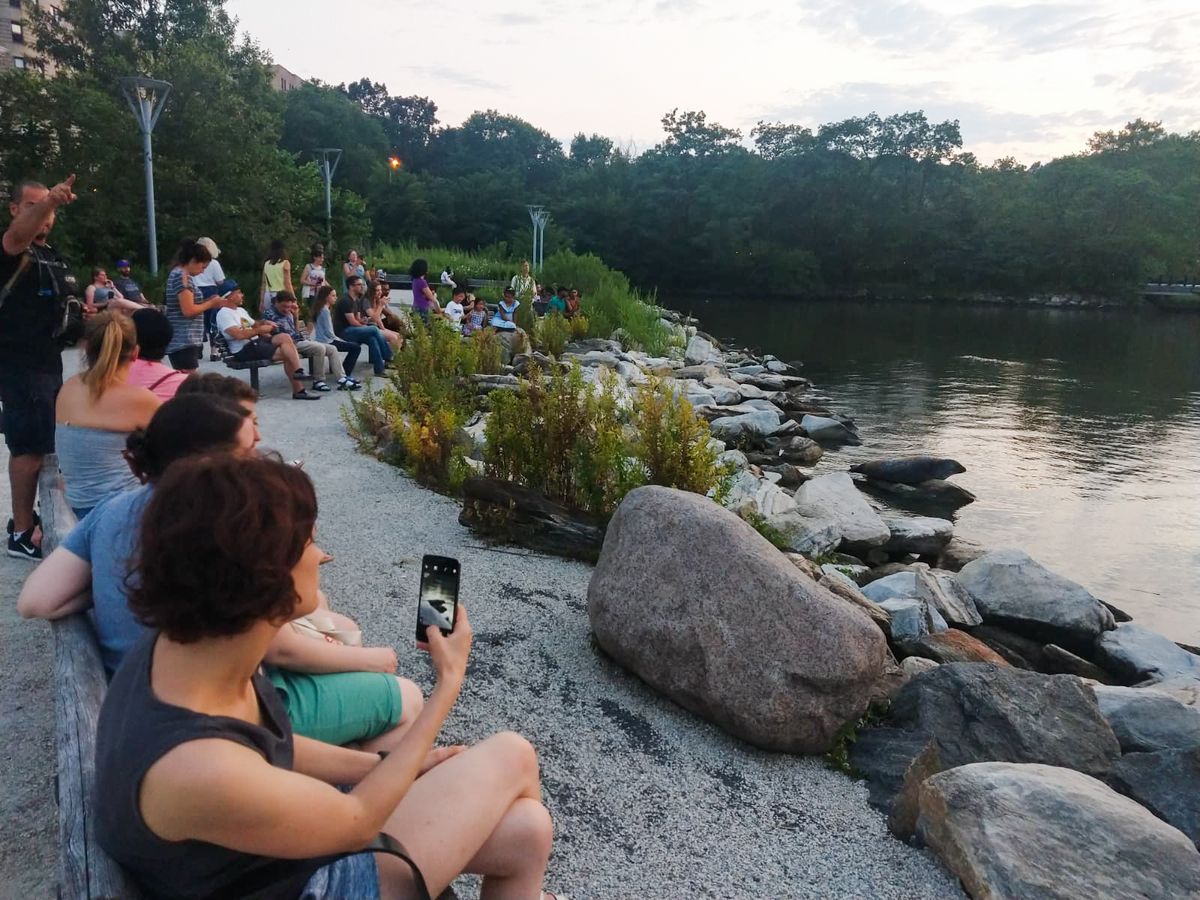 The seal basks on a rock at dusk while its neighbors watch from a respectful distance.