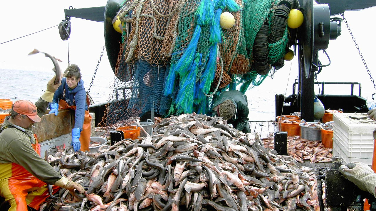 Two fishermen stand next to a pile of dead fish on the deck of their boat.