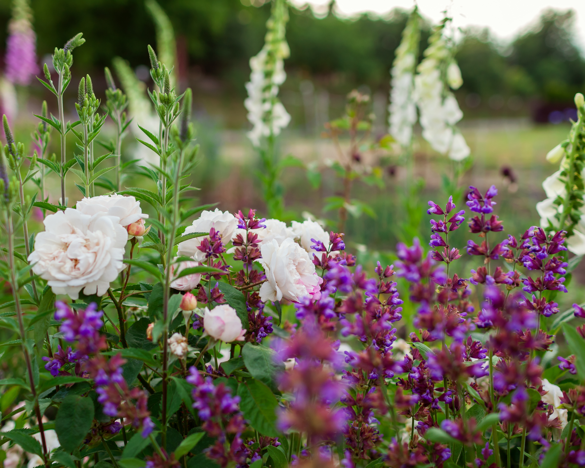 Roses, salvia, and foxglove in garden