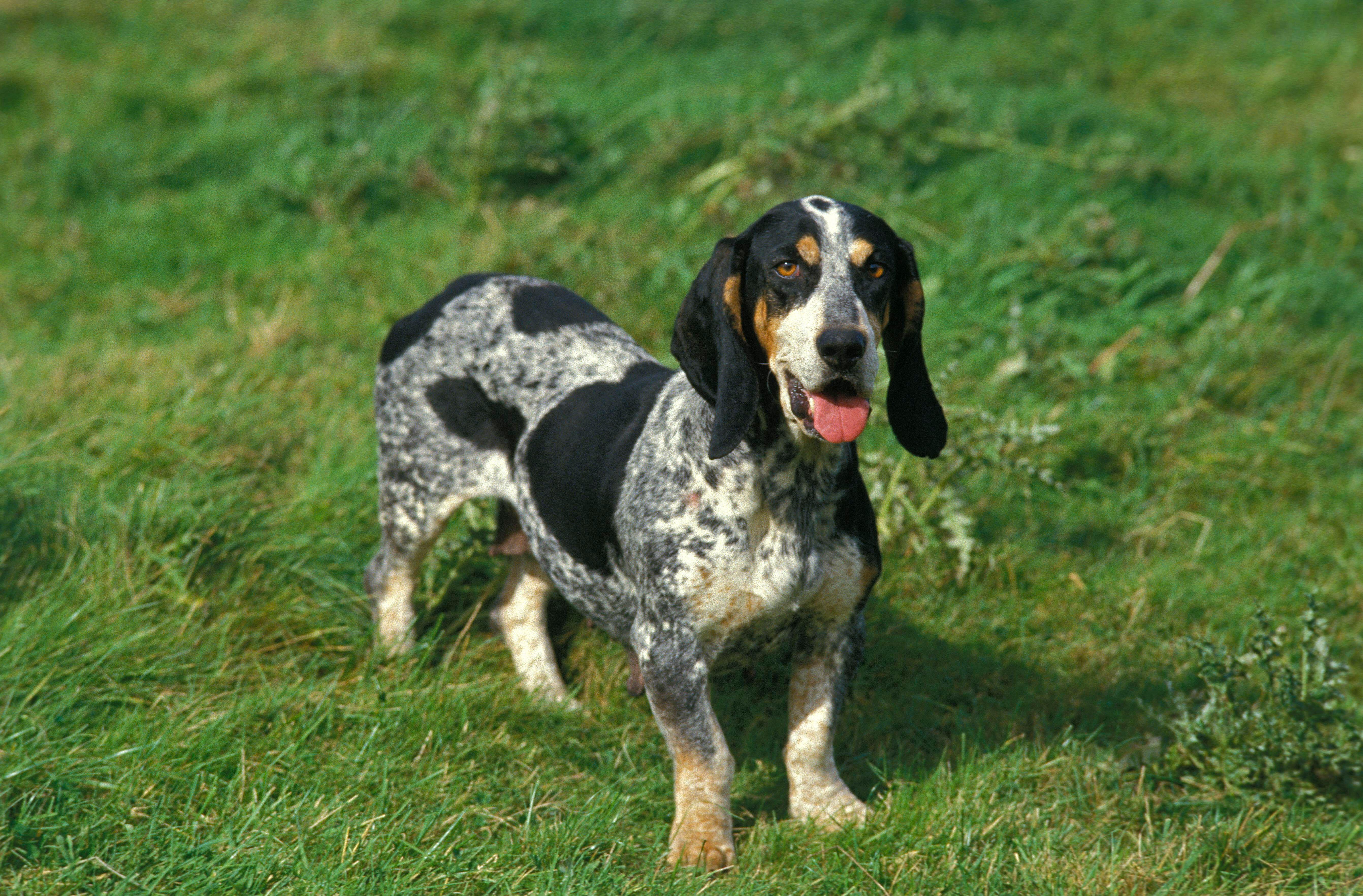 A Basset Bleu de Gascogne standing in grass, its low-slung body, long ears and mottled black-and-white coat characteristic of the breed.
