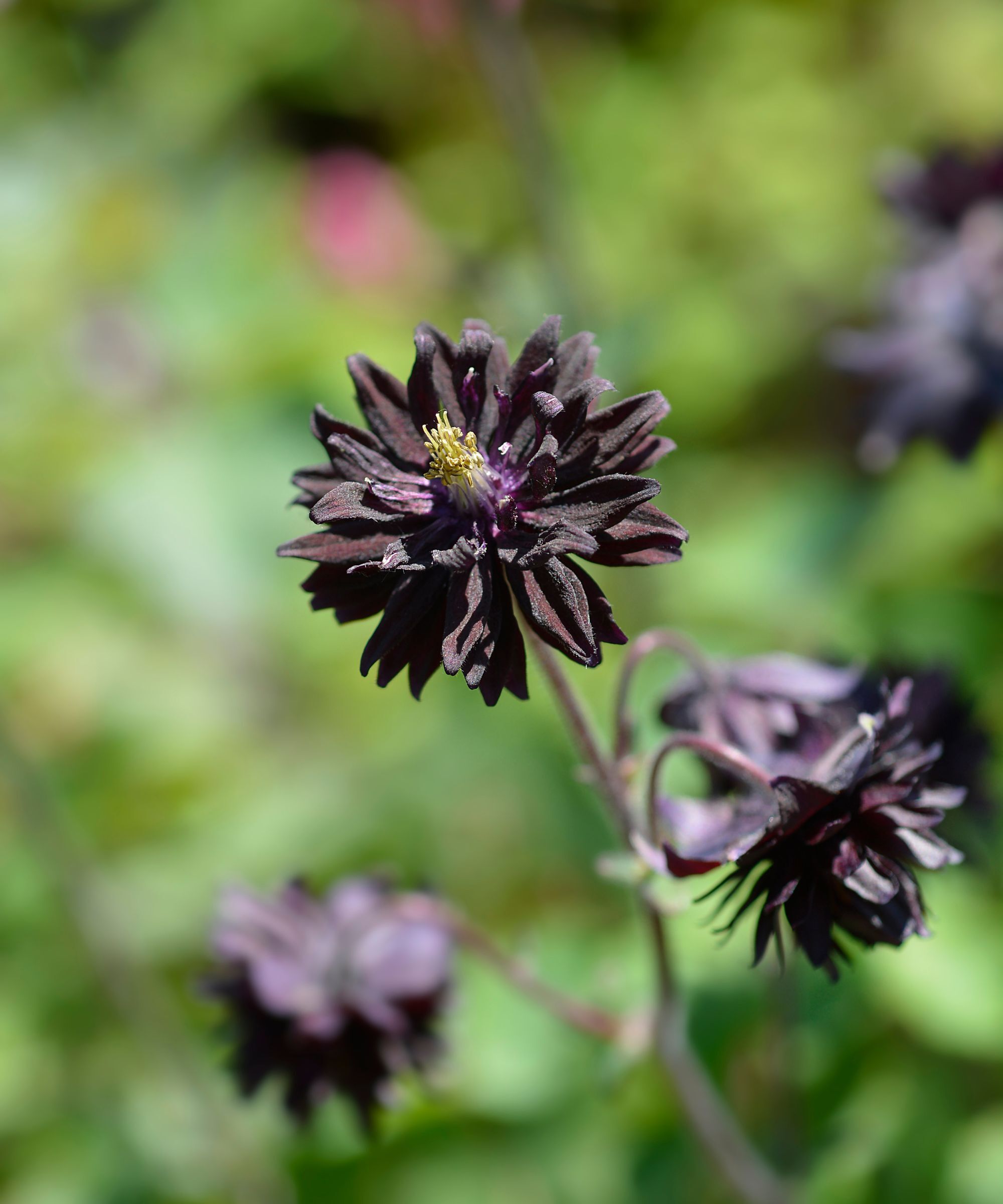 Aquilegia vulgaris black barlow