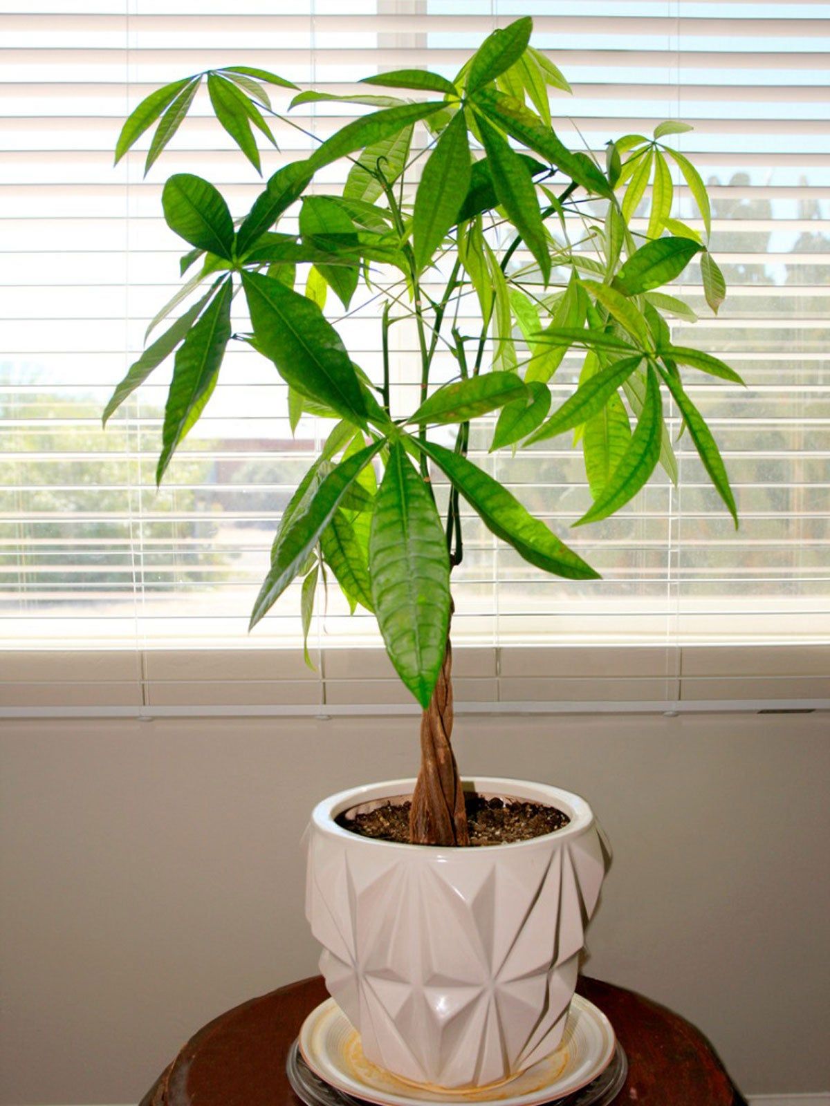 Tree-Like Potted Houseplant