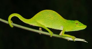 tarzan's chameleon from madagascar