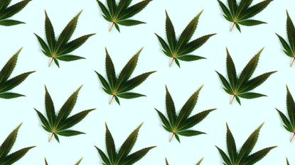 Cannabis leaves