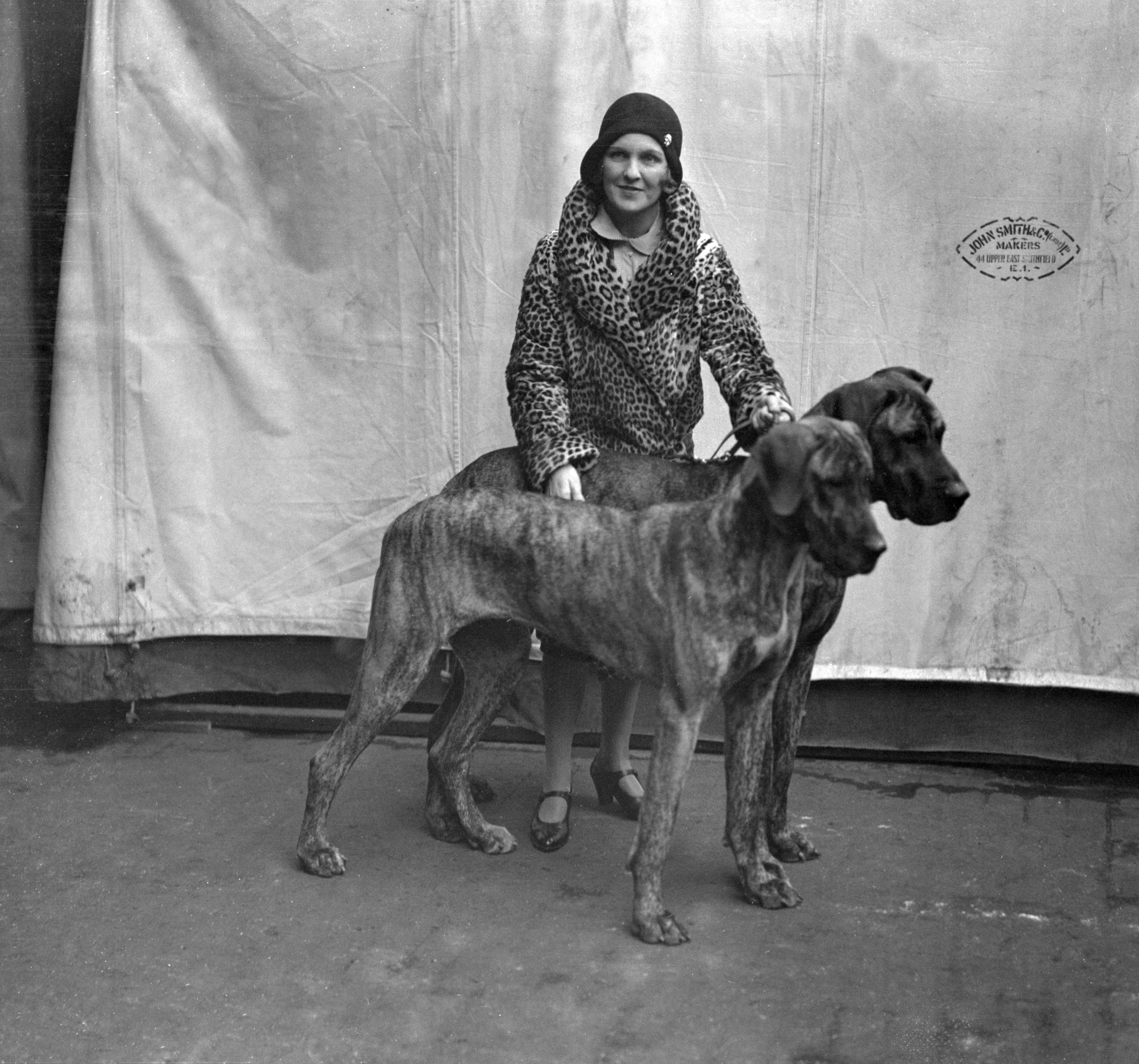 A woman in a leopard-print coat and cloche hat poses proudly with two brindle Great Danes at a dog show. The stylish setting and her confident stance reflect the glamour of early 20th-century canine exhibitions.