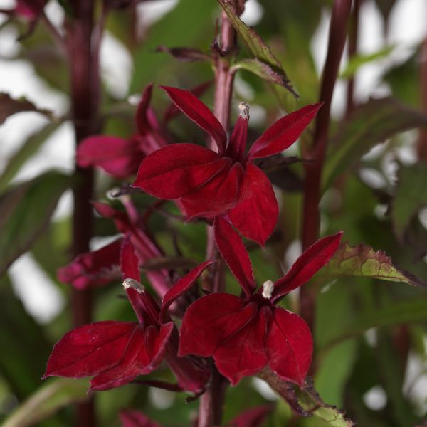 Starship&amp;trade; Burgundy Cardinal Flower - #1 Container