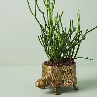 Fun turtle design plant pot in Brass finish
