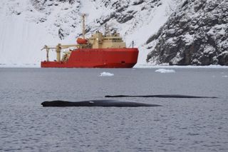 Whales surface near the National Science Foundation research vessel the Laurence M. Gould, on a research mission to Antarctica.