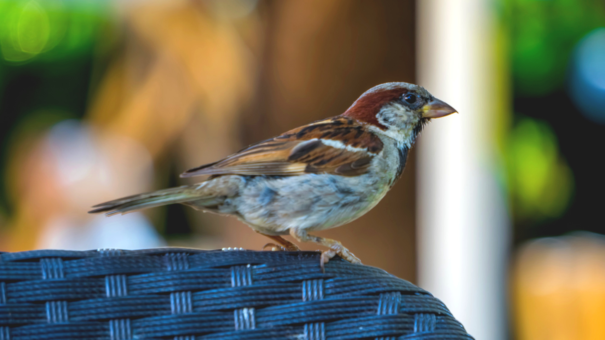 Bird on a wicker chair