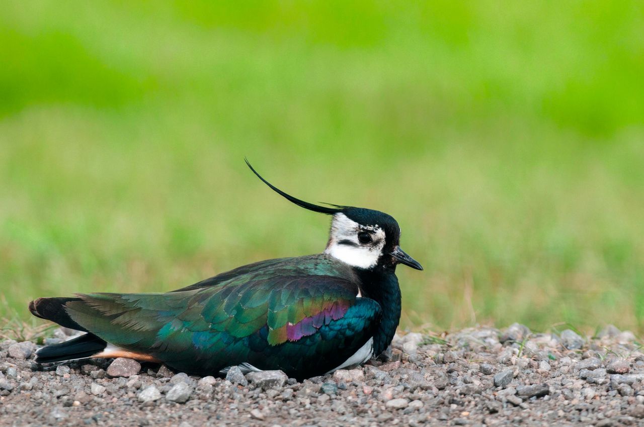 A Northern Lapwing (Vanellus vanellus), adult male, on the Isle of Sheppey, Kent. The plucky peewit always nests on open ground, keeping an eye out for predators.