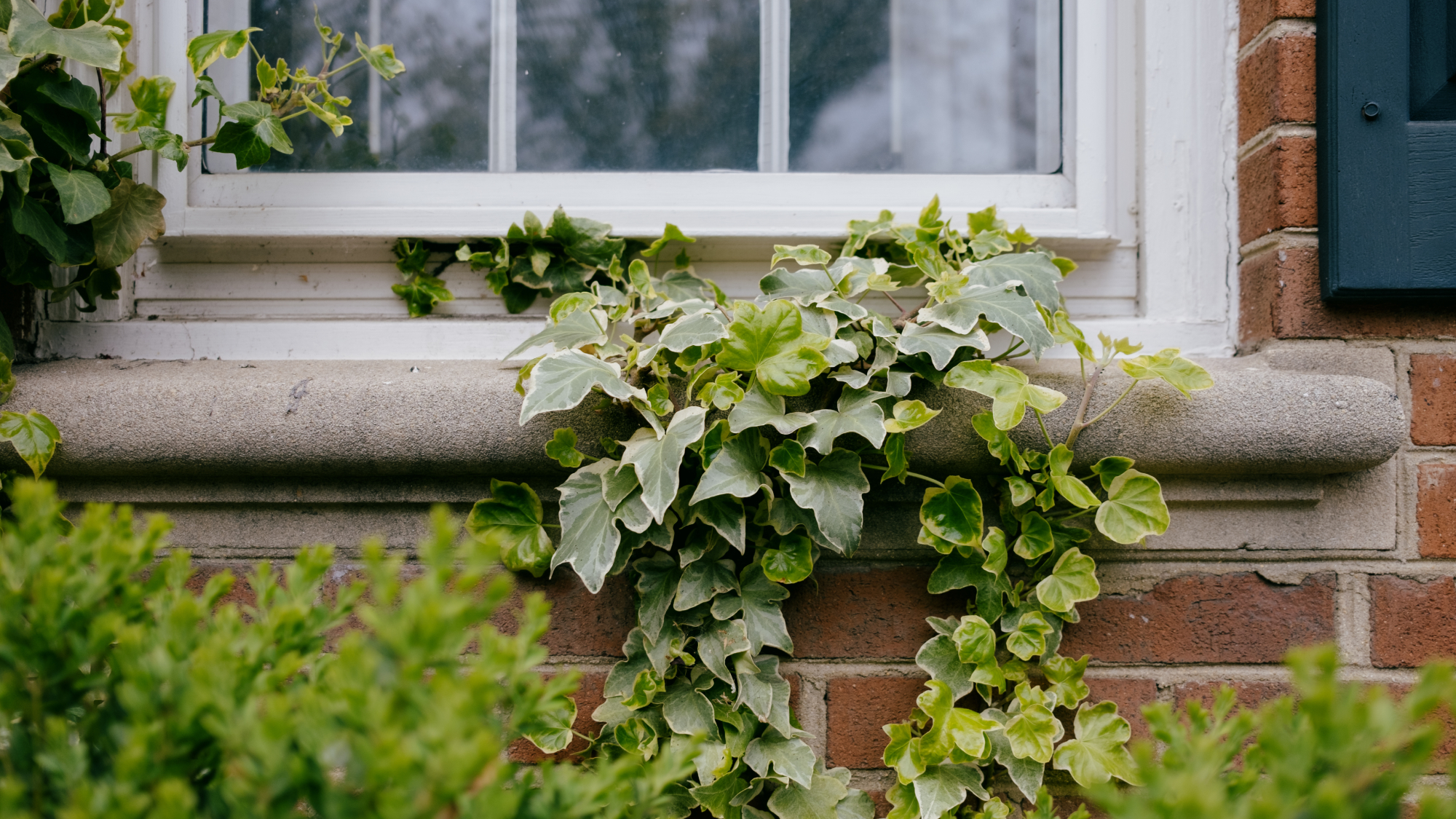 closeup shot of brick wall with white window and ivy growing up the wall towards the window
