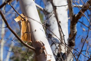 Peeling bark of a paper birch tree in springtime
