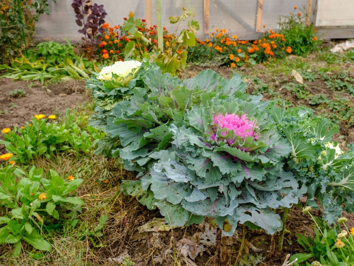 Cold Temperature Plants: Best Plants For A Fall Garden | Gardening Know How