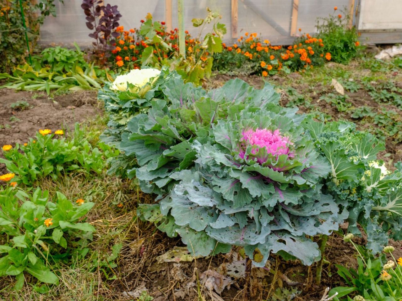 Garden Full Of Plants And Flowers