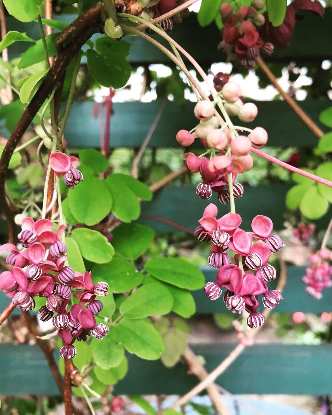 Best climbing plant - Akebia quinata