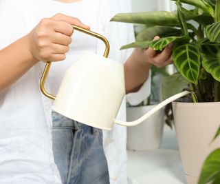 Woman watering calathea plant with cream can