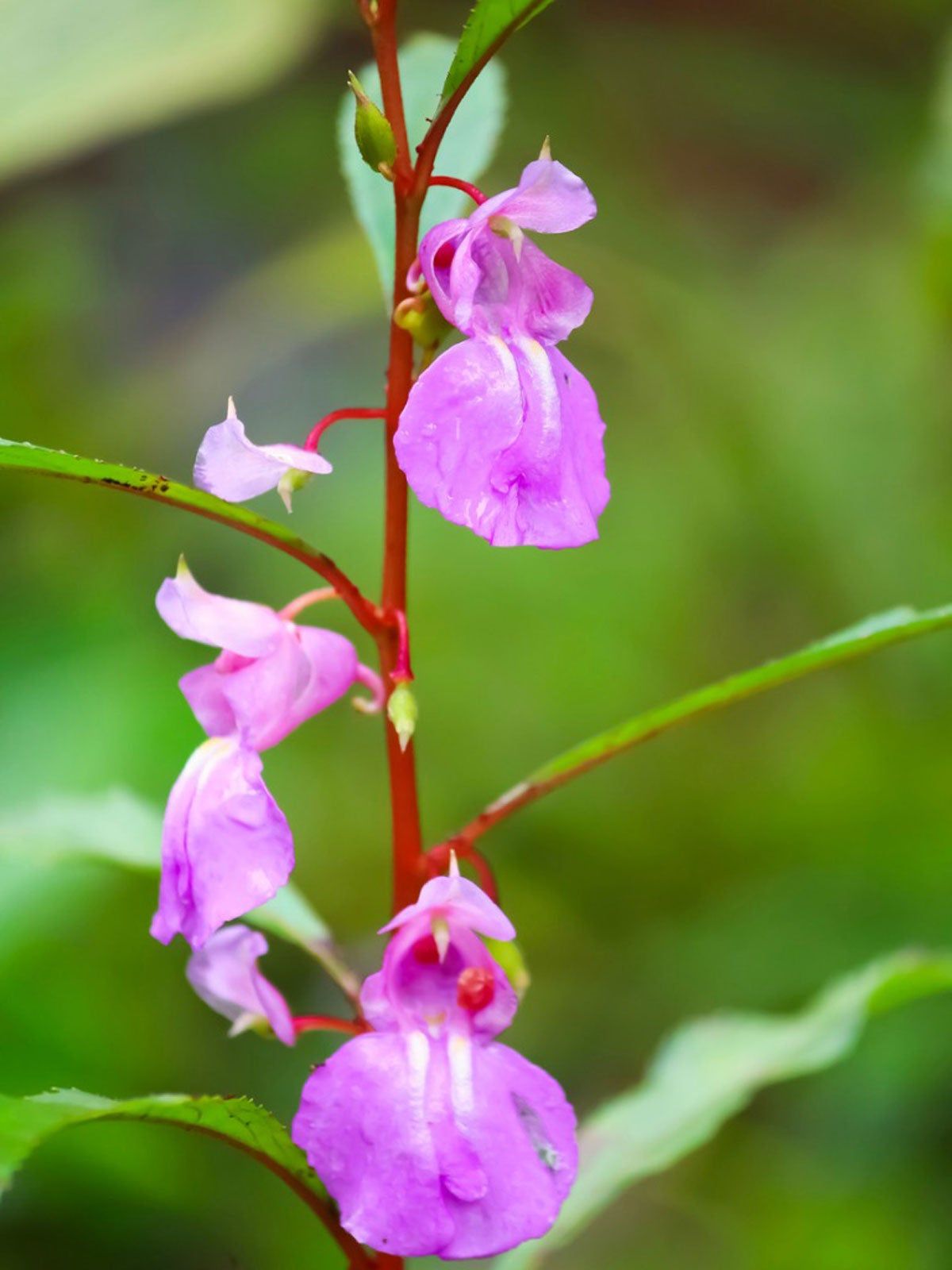Caring For Balsam In The Garden How To Grow Balsam Plants Gardening Caring For Balsam In The Garden How To Grow Balsam Plants Gardening