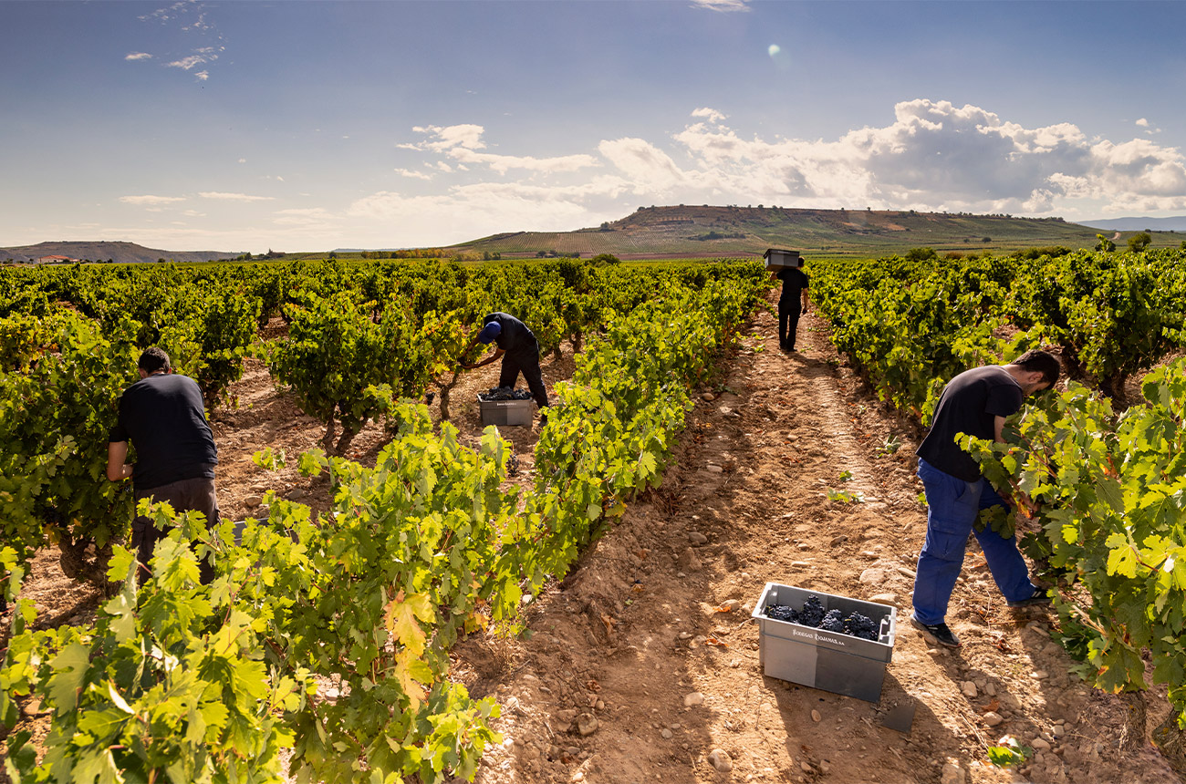 Bodegas-Riojanas-picking-grapes.jpg