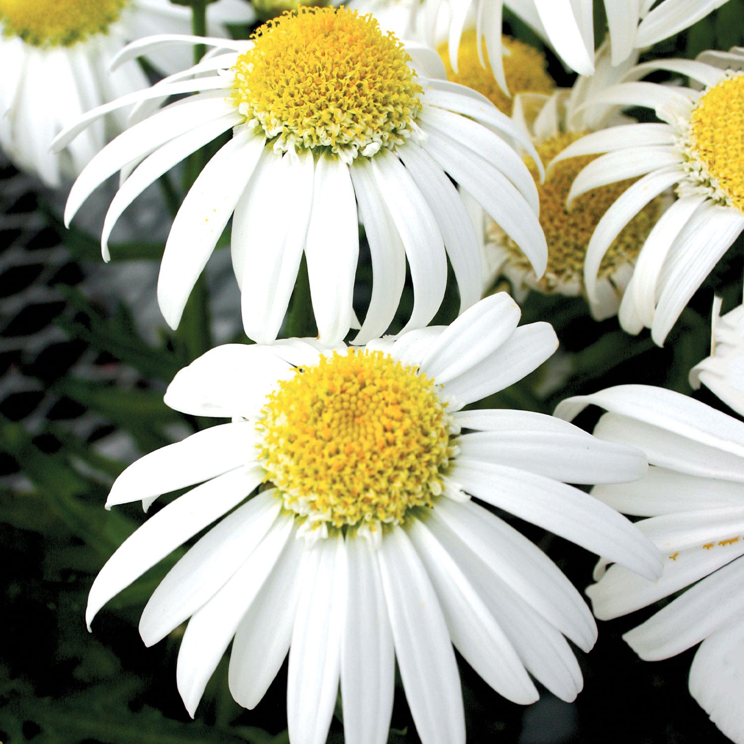 Alaska Shasta Daisy Seeds &amp;amp; Plant