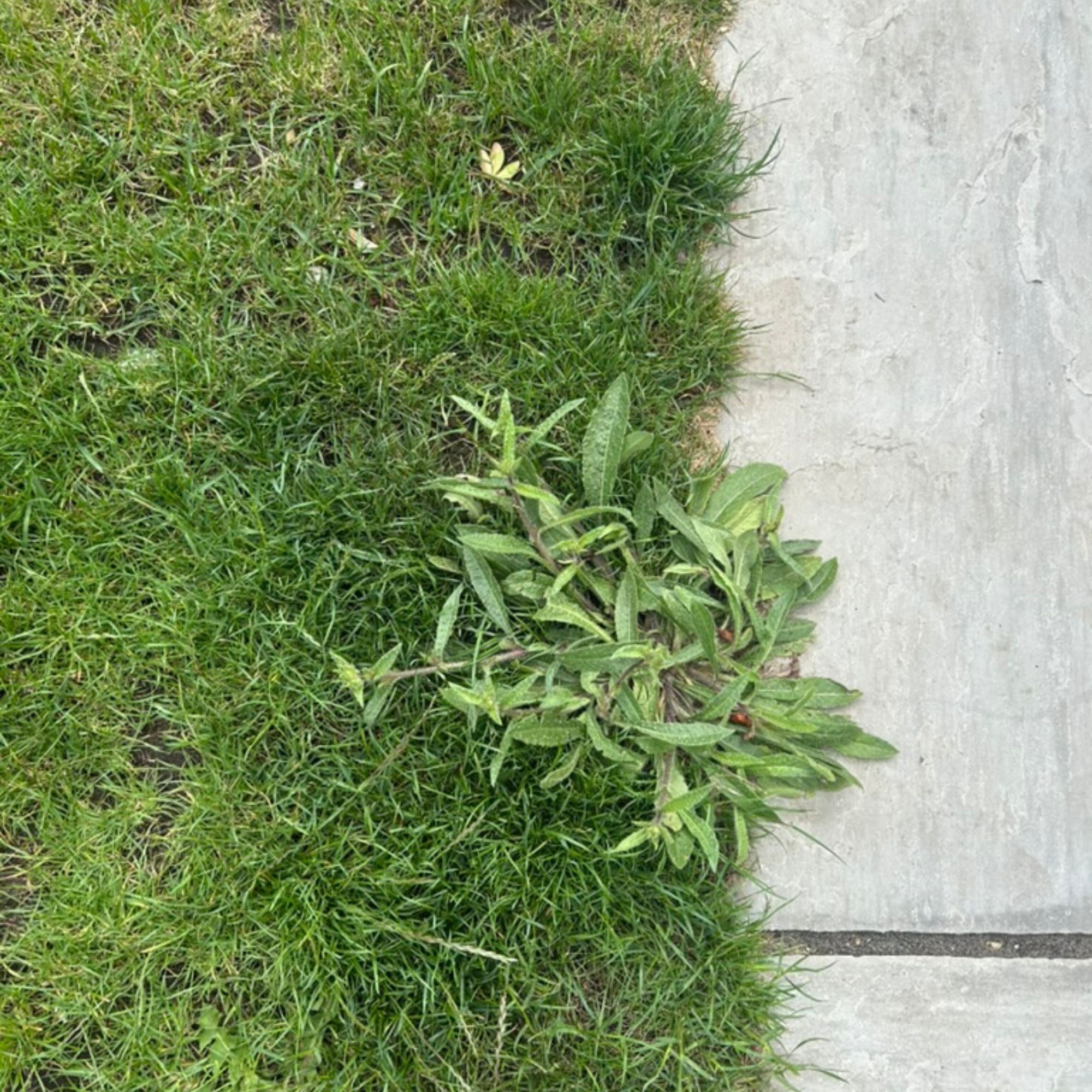 Weeds before mowing