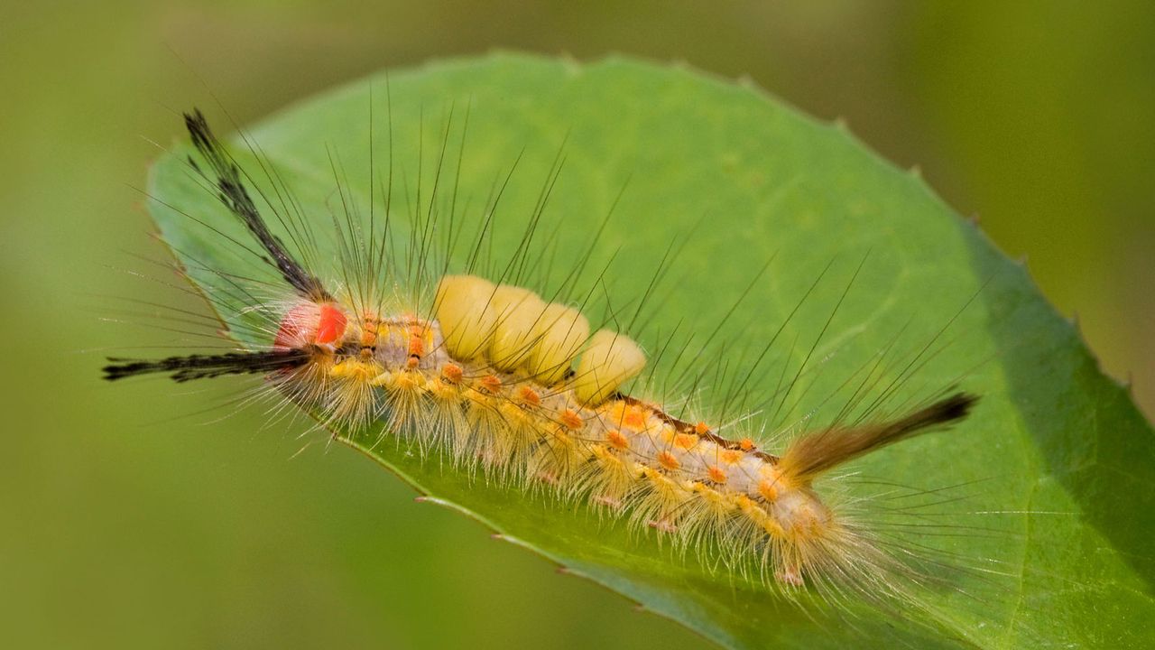 Douglas fir tussock moth caterpillar on leaf