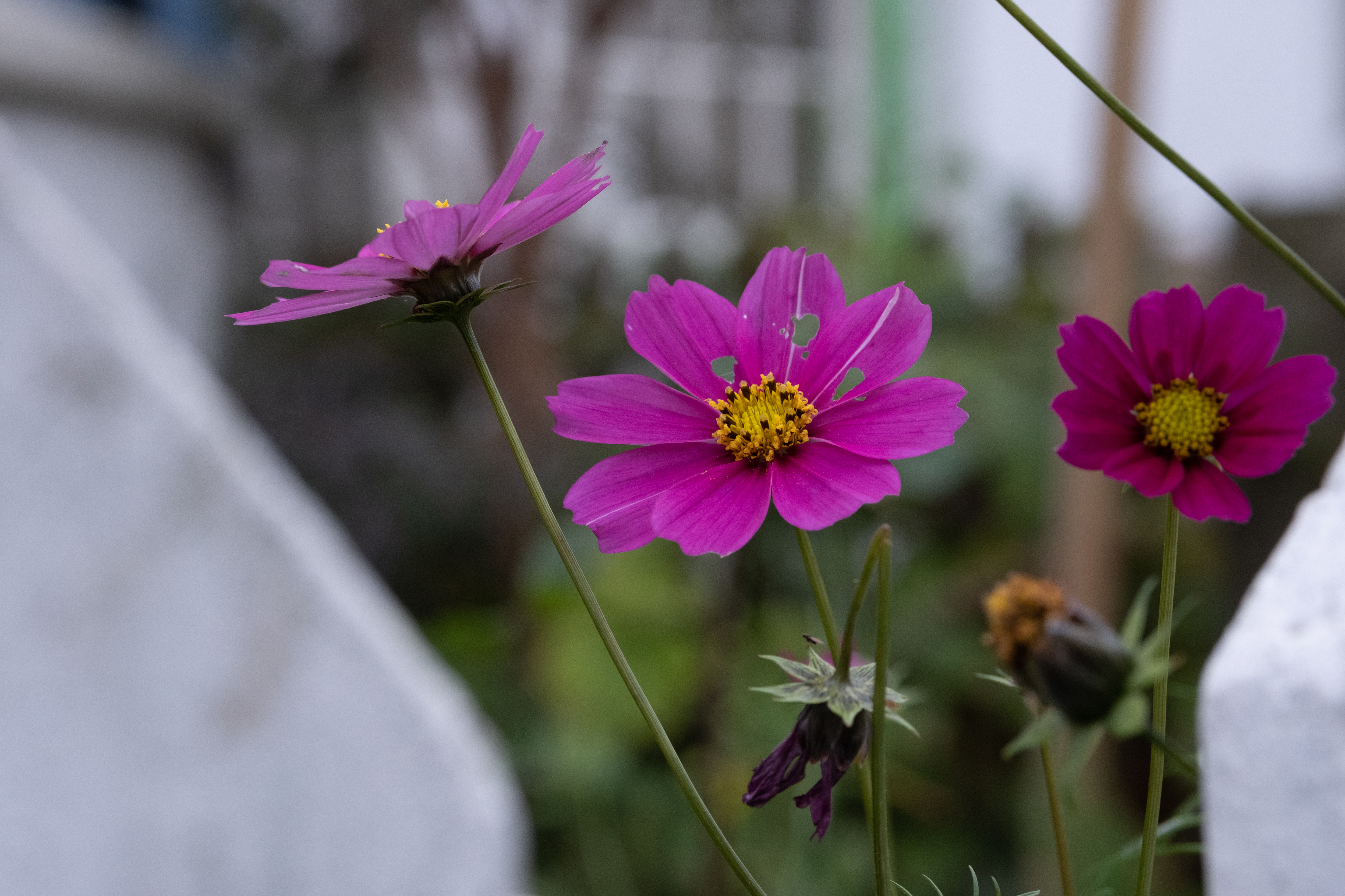 A purple flower behind a white picket fence