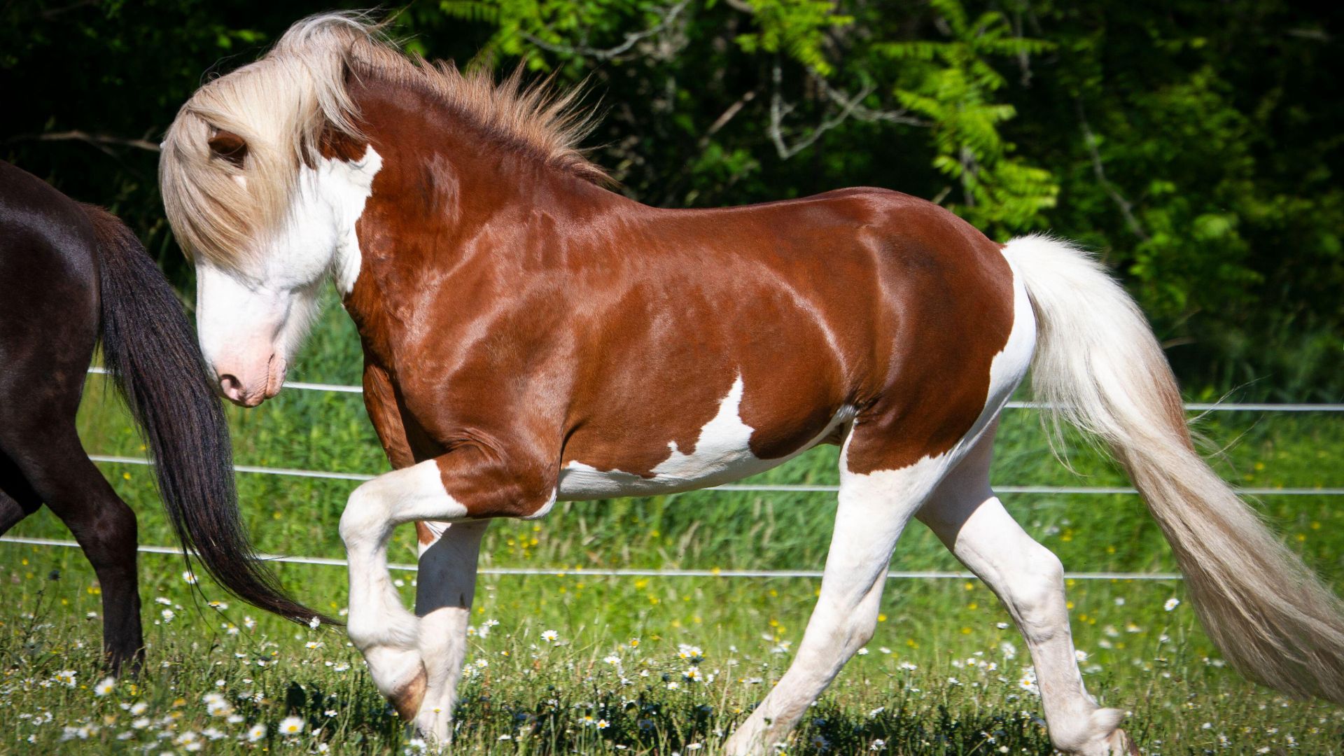 chestnut and white plash pinto