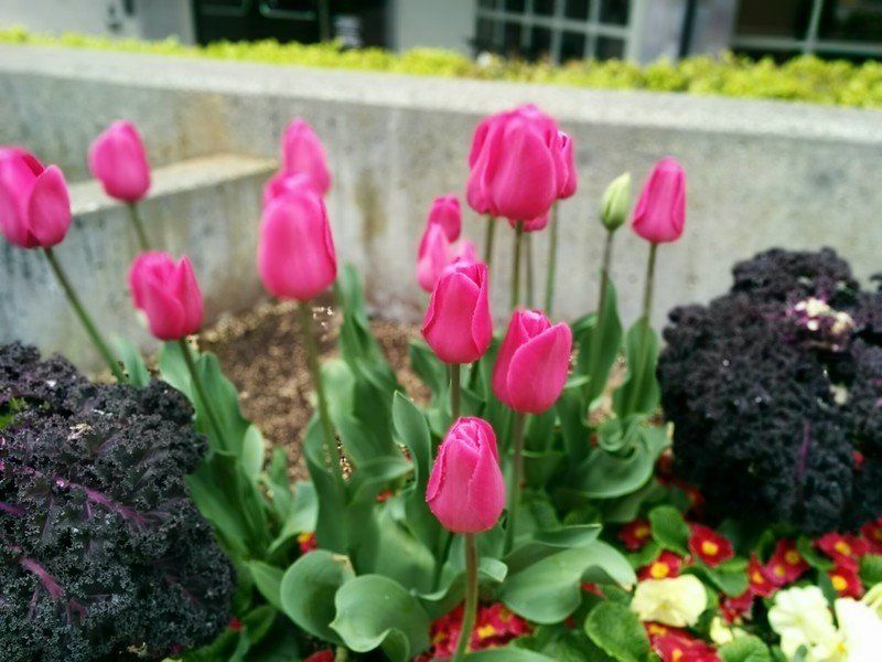 Google Camera Lens Blur picture