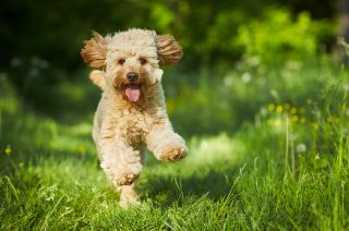 Labradoodle running towards the camera