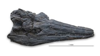 The skull of the new ichthyosaur species Cymbospondylus youngorum is nearly 2 meters long.