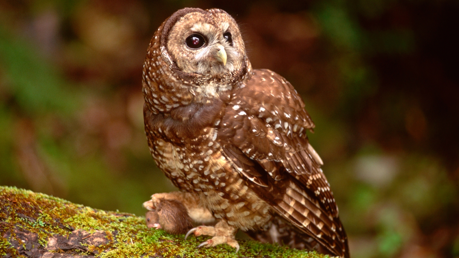 A California spotted owl perched with a mouse in its talons