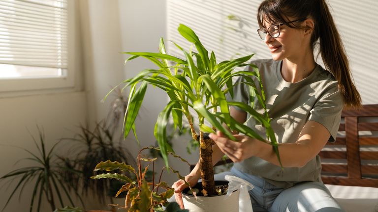 Woman caring for a yucca plant in her living room