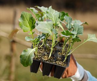 Broccoli seedlings going to be planted into the vegetable garden