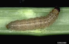 Corn Root Borer Insect
