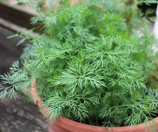 Dill growing in a pot